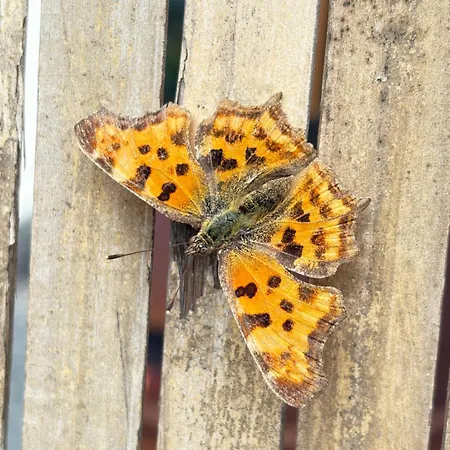 Muehlweg * Steinau an der Straße