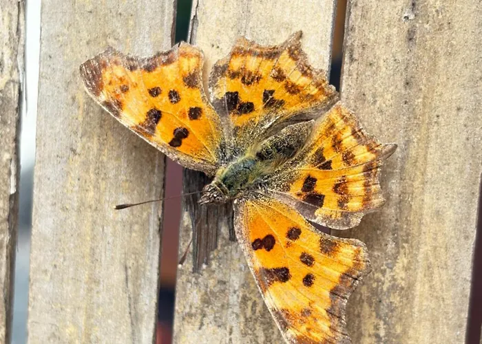Muehlweg * Steinau an der Straße